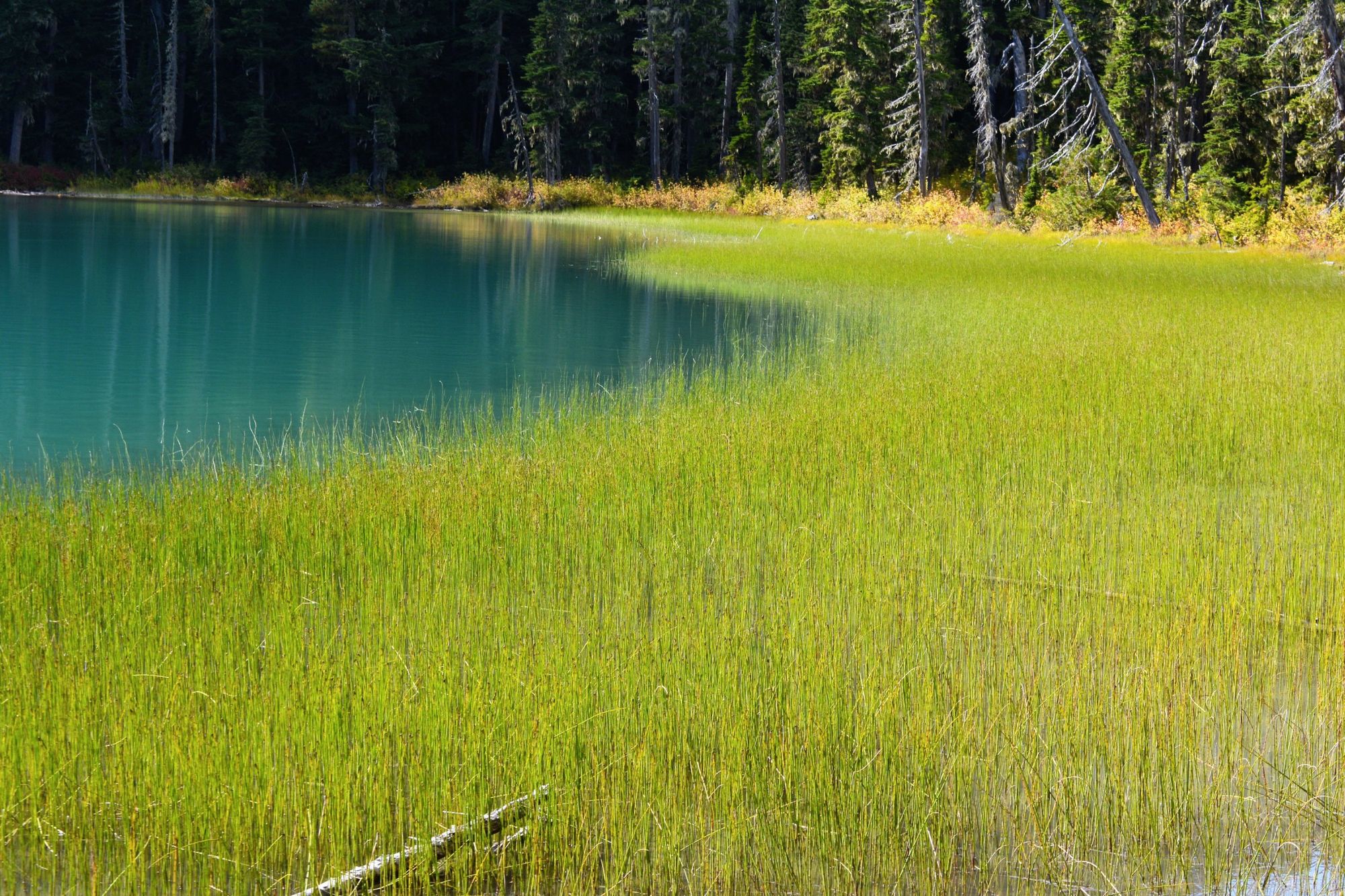 A turquoise mountain lake edged with golden-green grass and evergreen forest